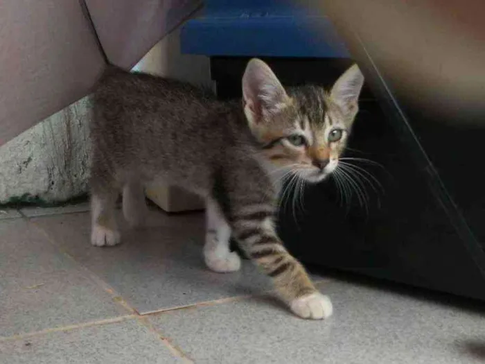 Gato ra a Rnd idade Abaixo de 2 meses nome Sem nome