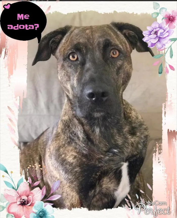 Cachorro ra a SRD idade 2 anos nome Carlota