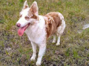 Cachorro raça Border Collie idade 2 anos nome Nick 