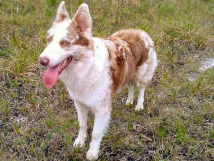 Cachorro ra a Border Collie idade 2 anos nome Nick 