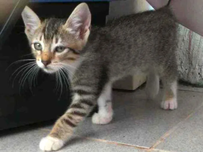 Gato ra a Rnd idade Abaixo de 2 meses nome Sem nome