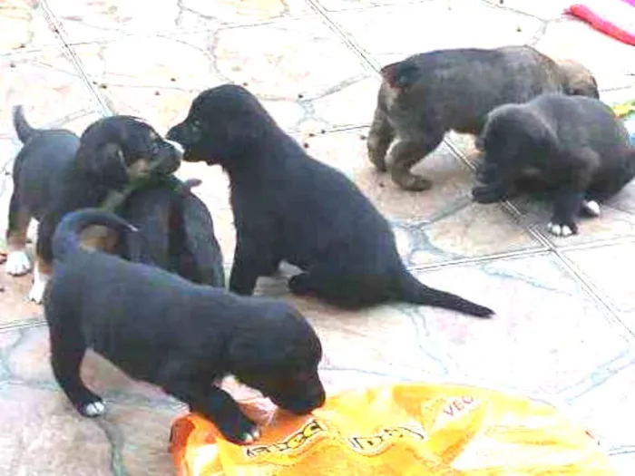 Cachorro ra a Sem raça definida idade Abaixo de 2 meses nome São filhotes