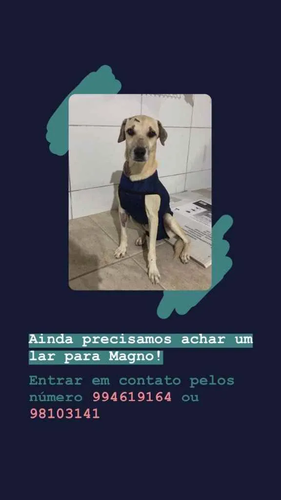 Cachorro ra a Vira lata idade  nome Magno