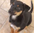 Sirius