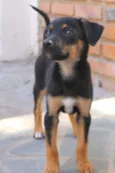 Sirius