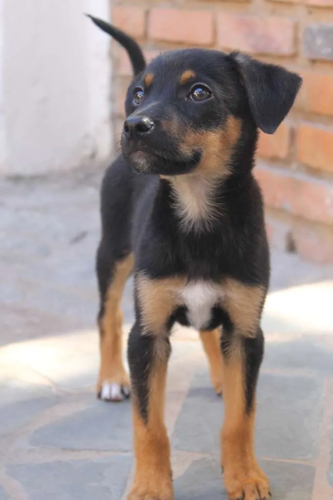 Cachorro raça SRD idade Abaixo de 2 meses nome Sirius