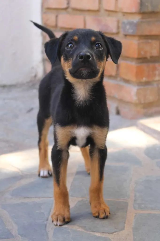 Cachorro raça SRD idade Abaixo de 2 meses nome Sirius