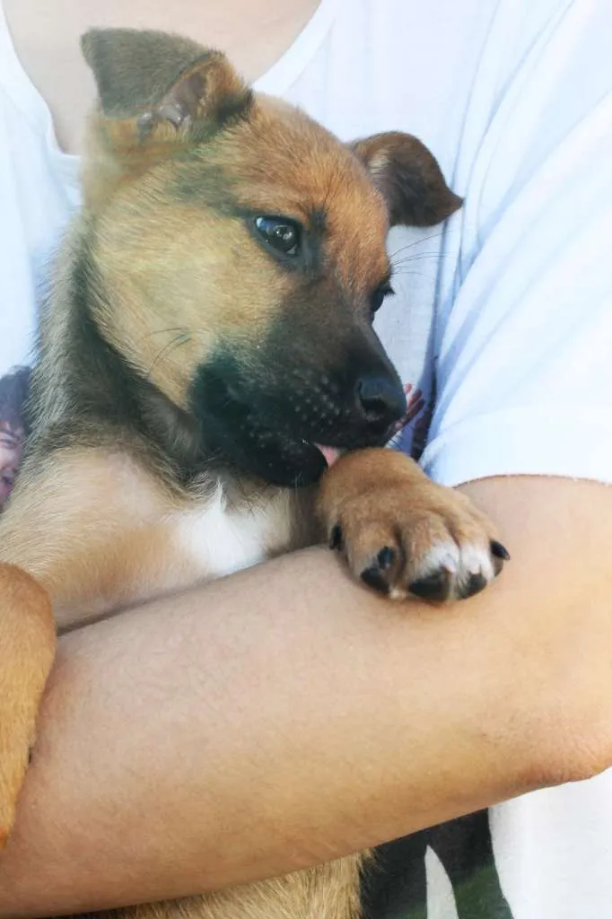 Cachorro raça SRD idade Abaixo de 2 meses nome Lupin (filhote)