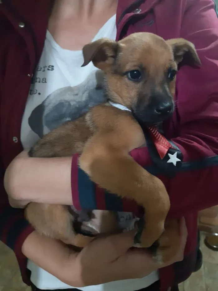 Cachorro raça SRD idade Abaixo de 2 meses nome Lupin (filhote)