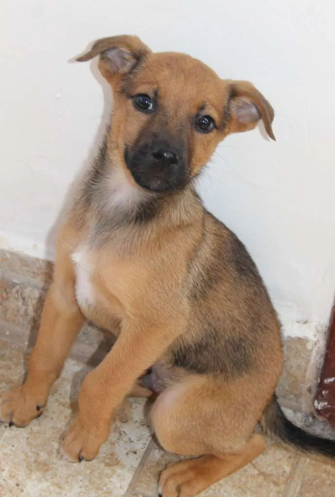 Cachorro raça SRD idade Abaixo de 2 meses nome Lupin (filhote)