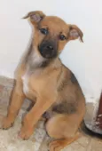 Lupin (filhote)
