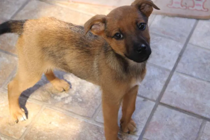 Cachorro raça SRD idade Abaixo de 2 meses nome Lupin (filhote)