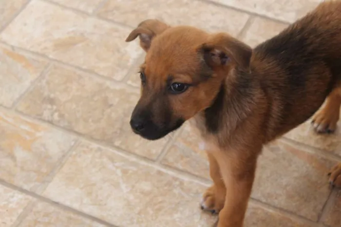 Cachorro raça SRD idade Abaixo de 2 meses nome Lupin (filhote)