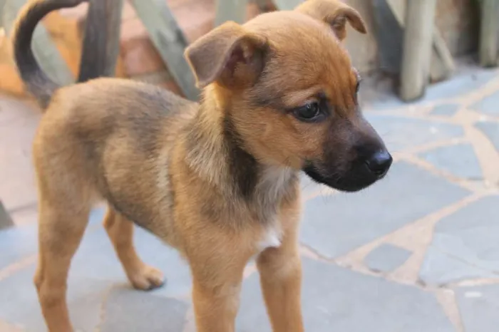 Cachorro raça SRD idade Abaixo de 2 meses nome Lupin (filhote)