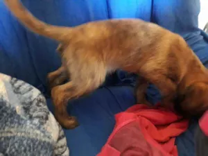 Cachorro raça Vira latas idade 2 a 6 meses nome Ainda não tem