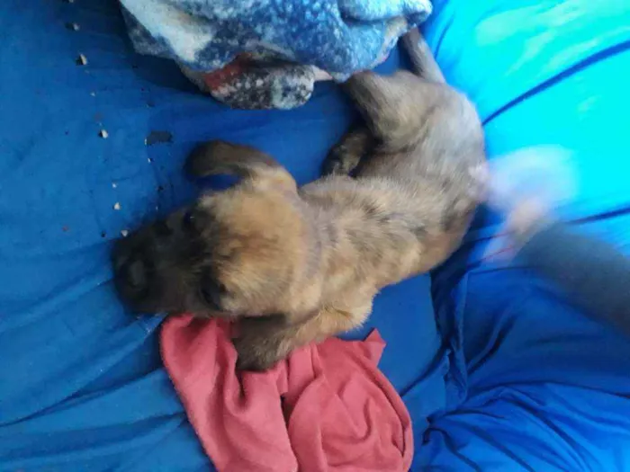 Cachorro raça Vira latas idade 2 a 6 meses nome Ainda não tem