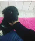 pipoca
