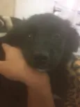 pipoca