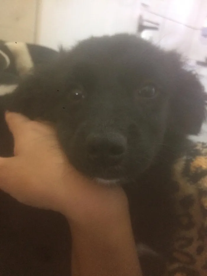 Cachorro raça vira -lata idade 2 a 6 meses nome pipoca