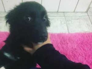 Cachorro raça vira -lata idade 2 a 6 meses nome pipoca