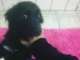 pipoca
