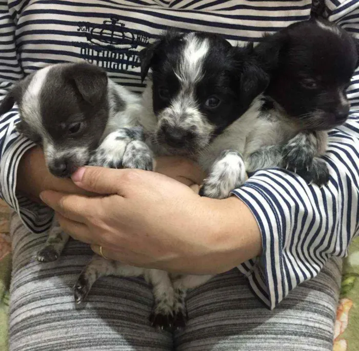 Cachorro ra a Canino idade 2 a 6 meses nome Os trê guris