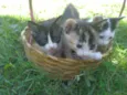 gatinhos