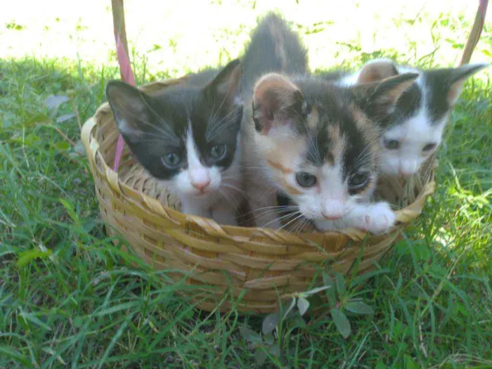 Gato raça indefinida idade Abaixo de 2 meses nome gatinhos