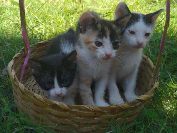 Gato raça indefinida idade Abaixo de 2 meses nome gatinhos