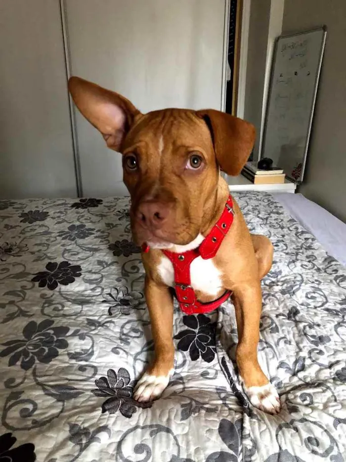 Cachorro ra a Pitbull  idade 7 a 11 meses nome Olavo