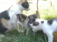 gatinhos