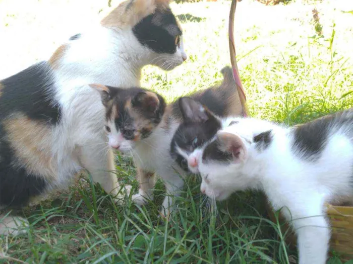Gato raça indefinida idade Abaixo de 2 meses nome gatinhos