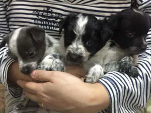 Cachorro raça Canino idade 2 a 6 meses nome Os trê guris
