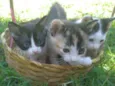 gatinhos