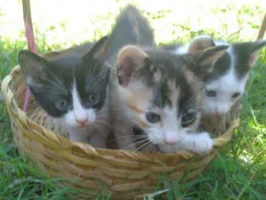 Gato raça indefinida idade Abaixo de 2 meses nome gatinhos