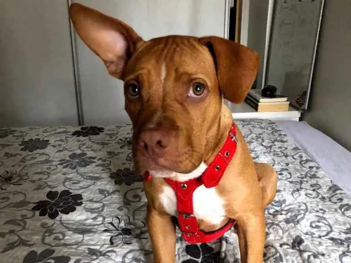 Cachorro ra a Pitbull  idade 7 a 11 meses nome Olavo