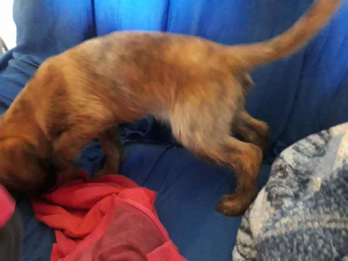 Cachorro raça Vira latas idade 2 a 6 meses nome Ainda não tem