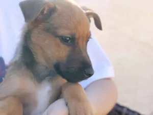 Cachorro raça SRD idade Abaixo de 2 meses nome Lupin (filhote)