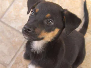 Cachorro raça SRD idade Abaixo de 2 meses nome Sirius
