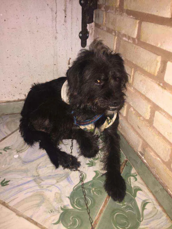 Cachorro ra a SRD idade 1 ano nome Bella 
