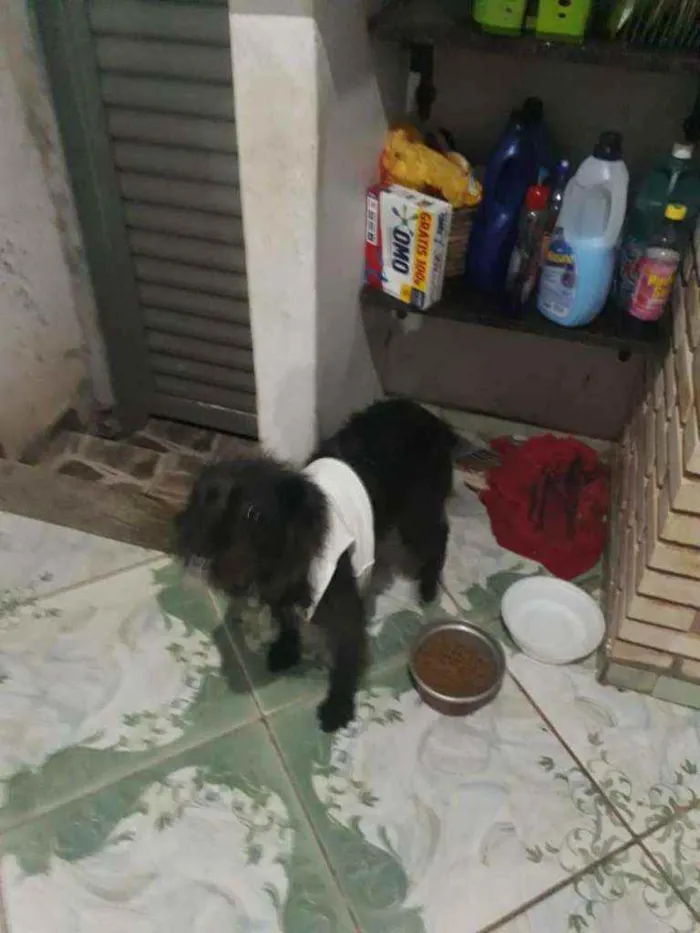 Cachorro ra a SRD idade 1 ano nome Bella 