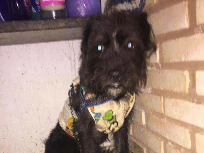 Cachorro ra a SRD idade 1 ano nome Bella 