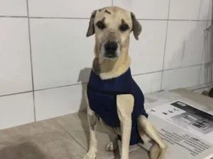 Cachorro raça Vira lata idade  nome Magno