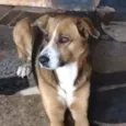 Paloma 