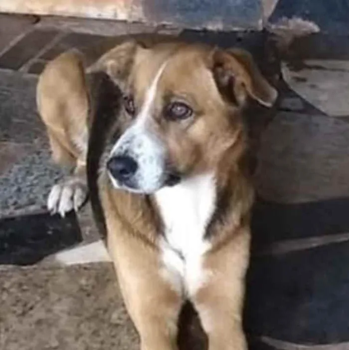 Cachorro ra a SRD idade 1 ano nome Paloma 