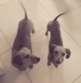 Meg e Estrela 