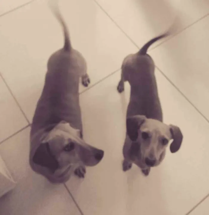 Cachorro ra a Cofap  idade 1 ano nome Meg e Estrela 