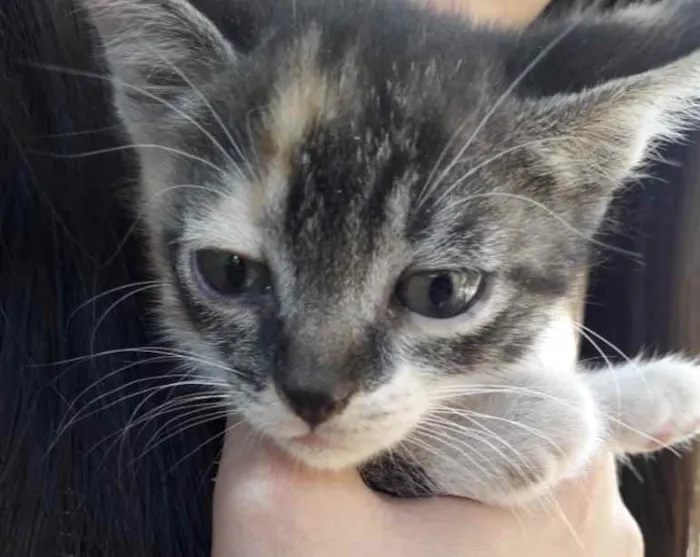 Gato ra a SRD idade 2 a 6 meses nome Tigresa 
