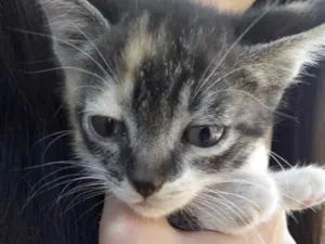 Gato raça SRD idade 2 a 6 meses nome Tigresa 