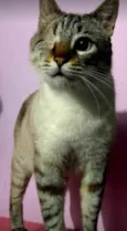 Piratinha um lindo !